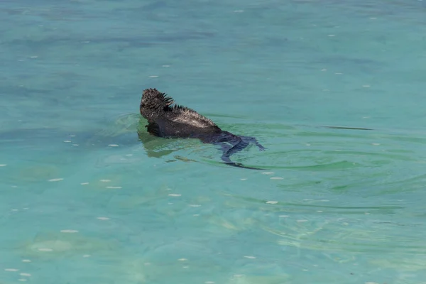 Iguana pływanie obok plaży Tortuga Bay na wyspach Galapagos — Zdjęcie stockowe