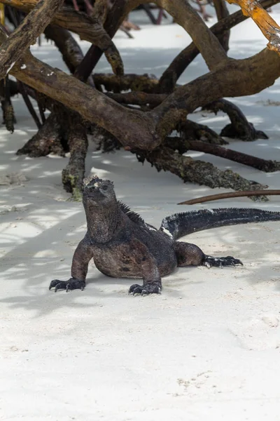Galapagos Iguana egy feszített nyak egy fehér strand Tortuga Bay — Stock Fotó
