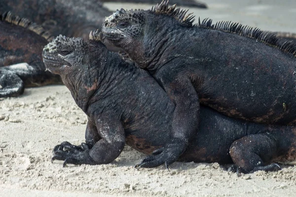 Két leguánok pózol a strandon a Galapagos-szigeteken — Stock Fotó
