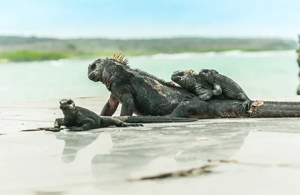 Család leguánok pihenő a türkiz tenger Santa Cruz szigeten Galapagos — Stock Fotó