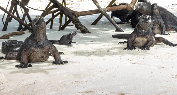 Leguánok csoportja a Tortuga Bay strandon a Galapagos-szigeteken — Stock Fotó