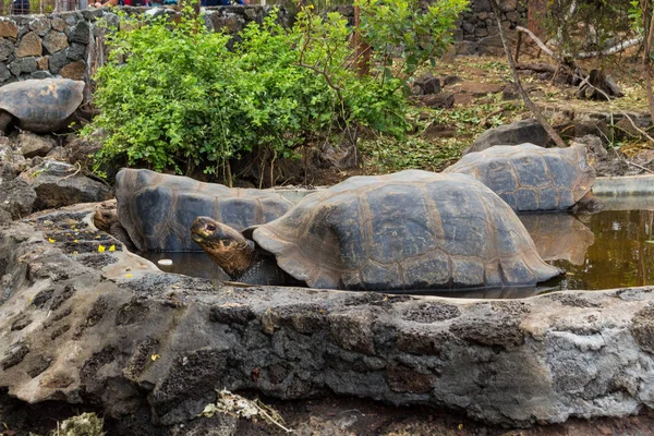 Tortugas gigantes de Galápagos en un estanque en la isla de Santa Cruz — Foto de Stock