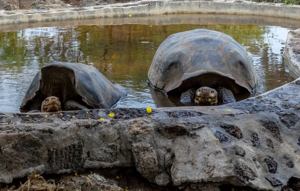 Dos tortugas gigantes de Galápagos descansando en un pozo de agua — Foto de Stock