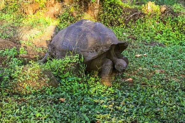 Tortuga de Galápagos comiendo en medio de la naturaleza — Foto de Stock