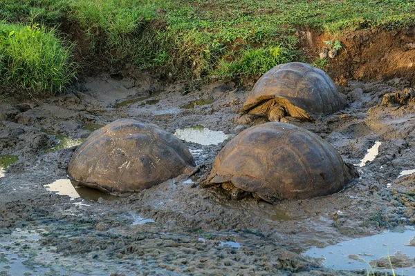 Drei Riesenschildkröten, die sich im Schlamm in einer natürlichen Umgebung auf den Galapagos-Inseln abkühlen — Stockfoto