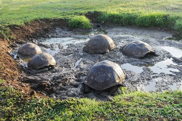 Galapagos-Schildkröten inmitten der Schlammabkühlung bei Sonnenuntergang auf den Inseln — Stockfoto