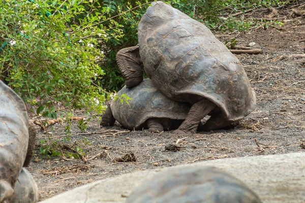 Reuzenschildpadden die copuleren op de Galapagoseilanden — Stockfoto