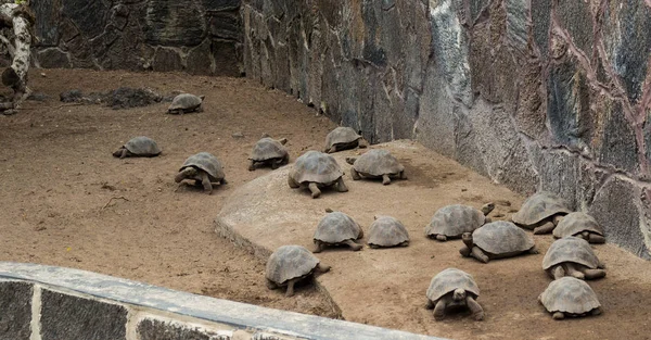 Gruppe kleiner Schildkröten in einem Naturschutzzentrum auf den Galapagos-Inseln — Stockfoto