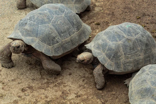 Giant brown Galapagos turtles walk in the middle of the earth