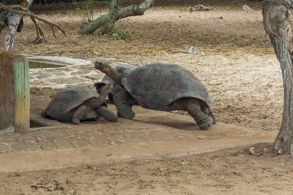 Eine Gruppe riesiger Galapagos-Schildkröten wandert mitten auf der Erde — Stockfoto