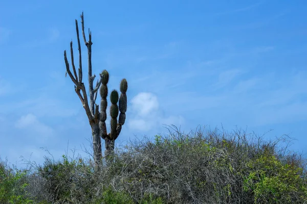 Lonely cactus on the vegetation under the blue sky of the Galapagos Islands
