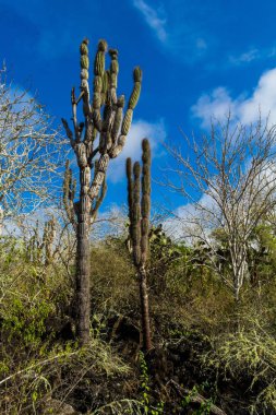 Kaktüs, Palo Santo ve Galapagos örtüsü bulutlu mavi gökyüzü altında