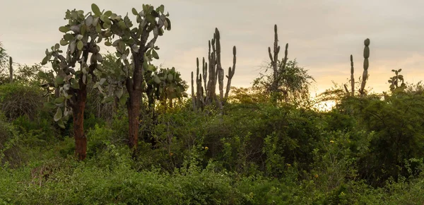 Beautiful sunset behind the Galapagos Islands cactus