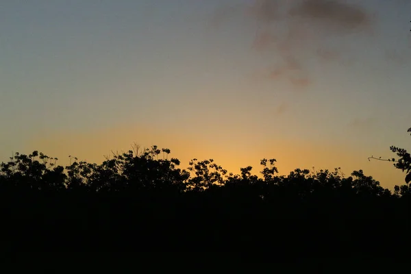 Silhueta de uma vegetação exuberante em um pôr do sol — Fotografia de Stock