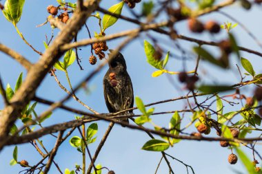 Küçük Galapagos Finch yaban böğürtlen yeme
