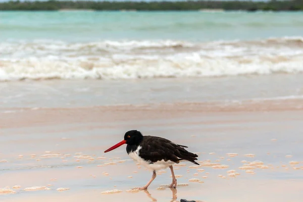 Un oiseau oystercatcher marche sur la plage avec du sable blanc Galapagos face à la mer turquoise — Photo