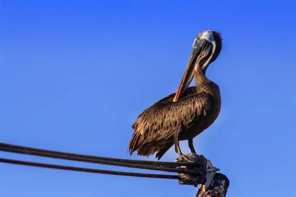 Une pelpagos brune GalXocano se tient sur les cordes sur une jetée sur l'île de Santa Cruz — Photo