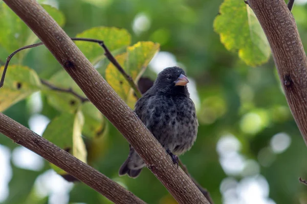 Galapagos Finch bir adanın bir dalı üzerinde tünemiş