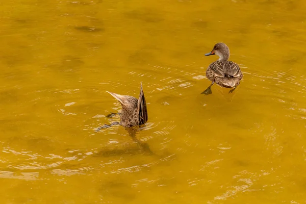 Two ducks on a lake in the Galapagos Islands