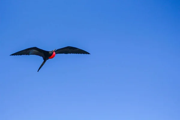 Galapagos fırkateyni, şişirilmiş kırmızı çantasıyla güzel mavi bir gökyüzünün üzerinde uçuyor.
