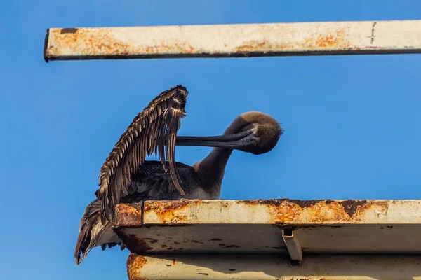 Un pélican brun ouvre ses ailes dans les îles Galapagos dans un port — Photo