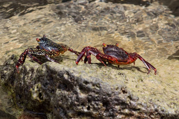 Dois caranguejos caminham em um terreno rochoso ao lado da praia de uma ilha em Galápagos — Fotografia de Stock
