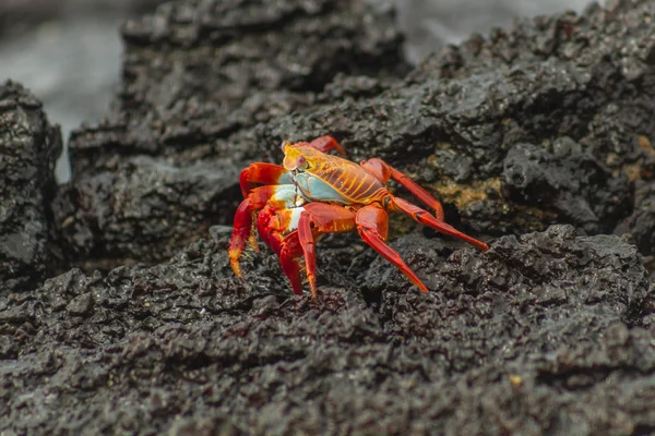 Hermoso cangrejo rojo de Galápagos caminando entre las rocas volcánicas —  Fotos de Stock