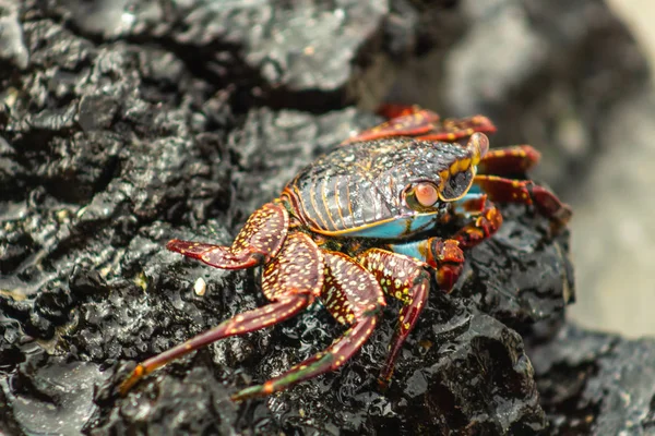 Um caranguejo vermelho de Galápagos caminha ao longo da costa de rochas vulcânicas ao lado de uma porção de mar sem foco no fundo — Fotografia de Stock