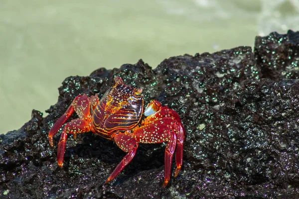 Deniz deki kayalıklarda galapagos yengeci — Stok fotoğraf