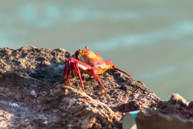 Galapagos'tan kırmızı bir yengeç, arka planda odaklanmamış denizin bir kısmının yanında volkanik kayaların kıyısı boyunca yürüyor.
