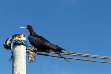 Galapagos fırkateyni, arka planda mavi gökyüzü ile odak dışında diğer kuşlar ile bir liman bir barda dinleniyor