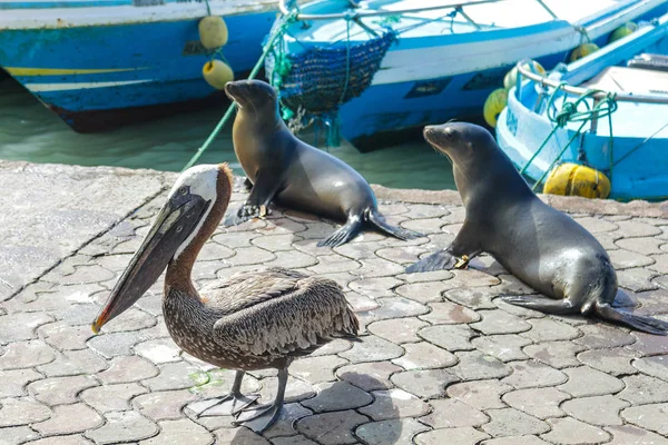 Galapagos'taki Santa Cruz Adası'ndaki balıkçı limanında iki deniz aslanın yanında bir pelikan yiyecek bekliyor.