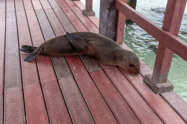 Морський лев лежав у дерев'яному порту на острові Ісабела в Галапагоських — стокове фото