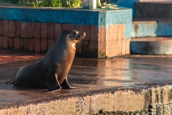 Galapagos sea lion watching towards the sea on a sunny afternoon on a pier