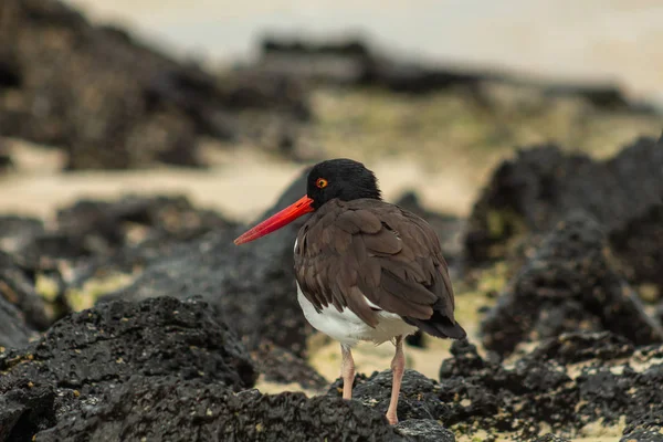 Dans les Galapagos, vous pouvez voir l'huîtrier marchant le long de la mer de leurs côtes — Photo