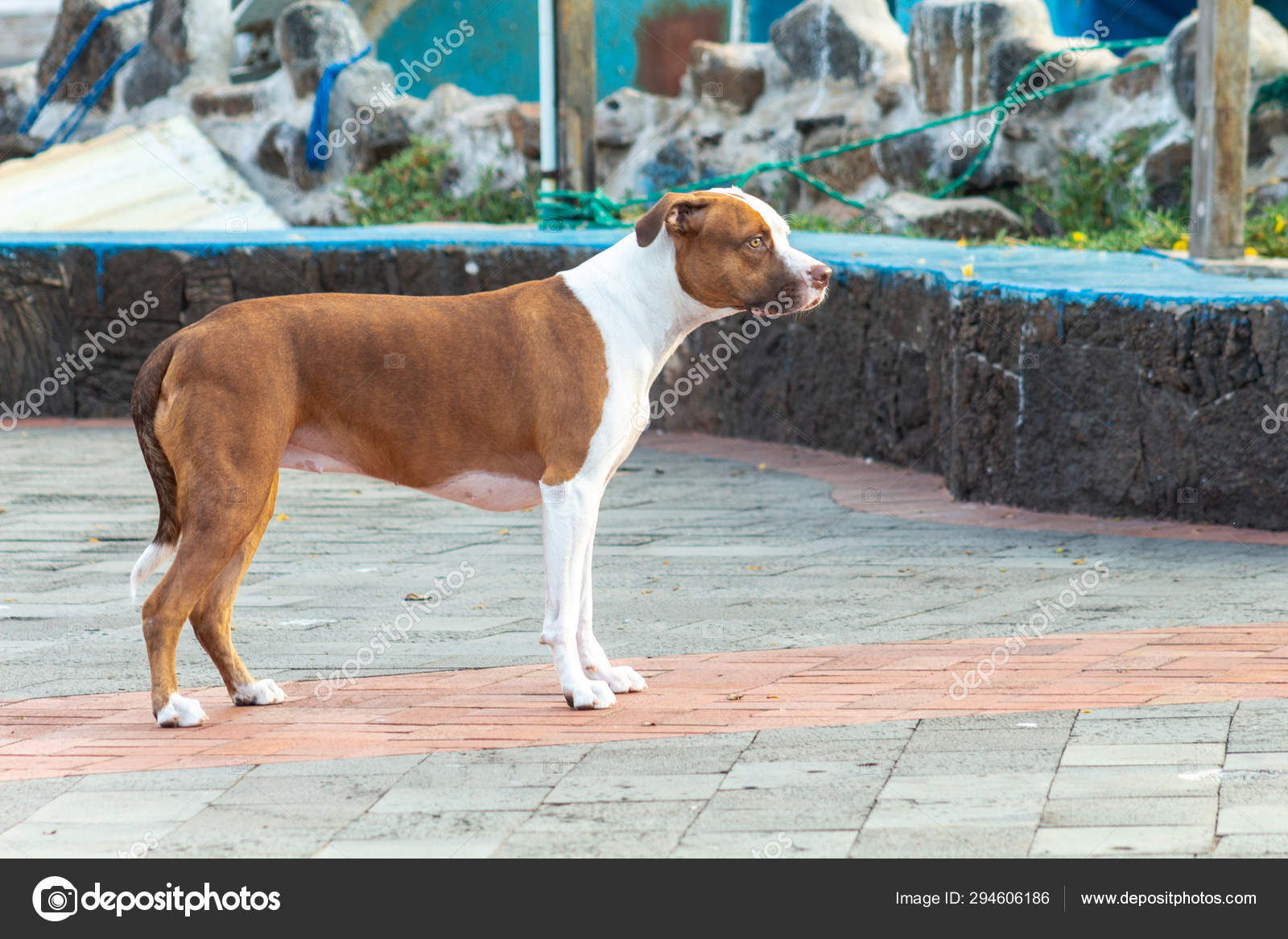 Short Haired Dog That Looking Attentively In A Village Stock