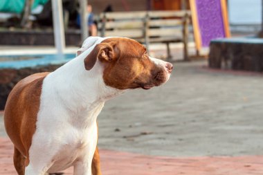 Güzel kahverengi ve beyaz köpek özenle bir açık konumda bakıyor