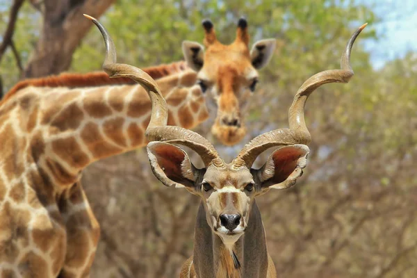 Vista Vicino Dell Antilope Cornuto Della Giraffa Sfocata Sullo Sfondo — Foto Stock