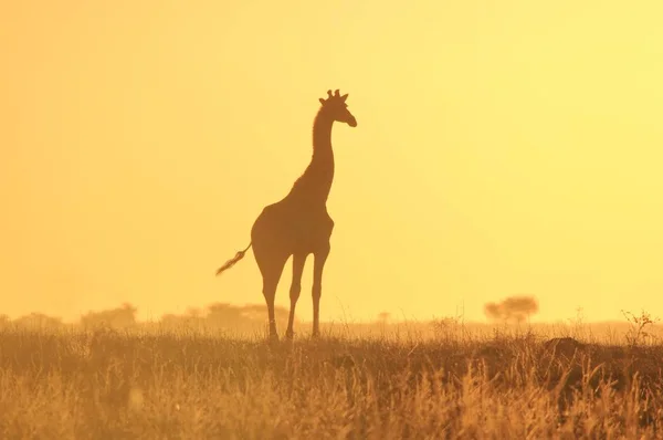 野生のキリンは ナミビア南西部の完全な野生動物にポーズをとっています 孤独は美しい黄色の夕日の空に対して黄金です — ストック写真