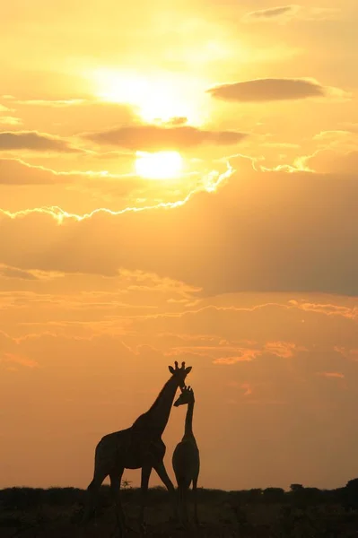Girafe Sauvage Pose Dans Les Vastes Étendues Sauvages Namibie Sud — Photo