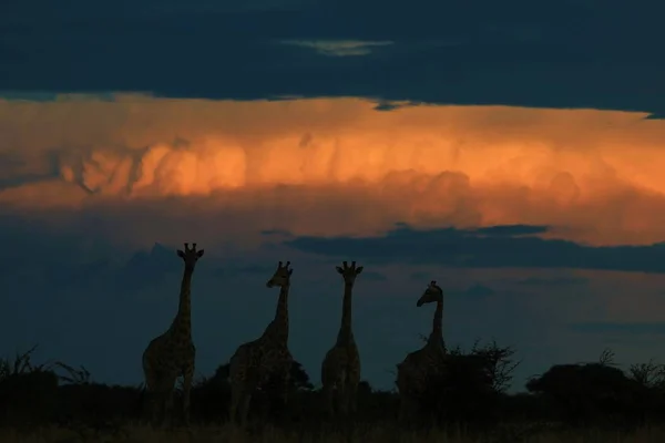Vahşi Zürafa Güneybatı Arica Daki Namibya Nın Vahşi Doğasında Poz — Stok fotoğraf