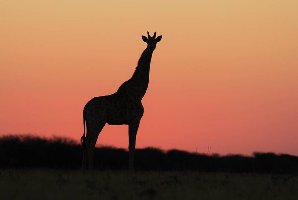 Wild Giraffe pose in the complete wilds of Namibia, southwestern Arica. Silhouette photography against a pink and red sunset sky.