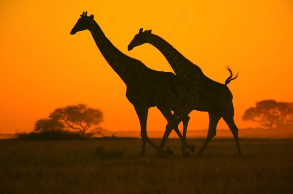 Jirafa Salvaje Posan Selva Completa Namibia Suroeste Arica Siluetas Contra — Foto de Stock