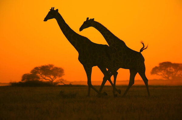 Wild Giraffe pose in the complete wilds of Namibia, southwestern Arica. Silhouettes against a yellow orange sunset sky.