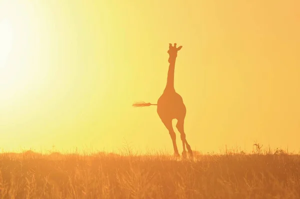Girafe Sauvage Pose Dans Les Vastes Étendues Sauvages Namibie Sud — Photo