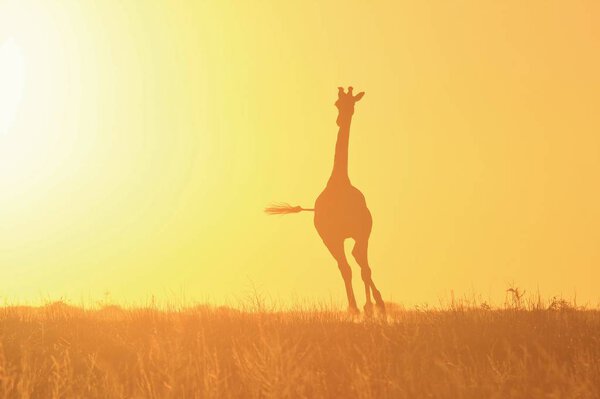 Wild Giraffe pose in the complete wilds of Namibia, southwestern Arica. Silhouette photography as a giraffe run into the golden light of sunset.