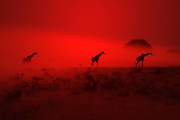Wild Giraffe pose in the complete wilds of Namibia, southwestern Arica. Red sunset dust and wild fire smoke fill the air with stunning reds and vibrant colors at dusk.