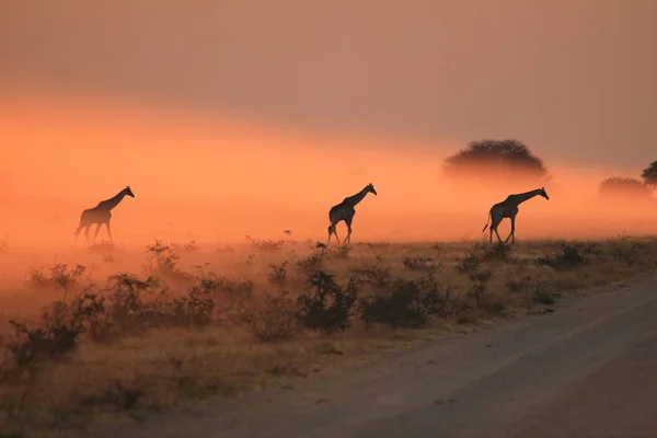 Dzika Żyrafa Kompletnej Dziczy Namibii Południowo Zachodniej Ariki Zachodzie Słońca — Zdjęcie stockowe