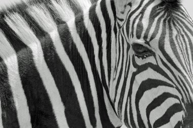 Burchell 'in Zebra' sı, Afrika 'nın güneybatısındaki Namibya' nın vahşi doğasında çekildi. Zebra, bireysel ve benzersiz çizgileri, çizgileri ve desenleriyle gerçekten ikonik bir hayvandır. Bu memeli doğayı tüm güzelliğiyle temsil eder. Zarafet. 