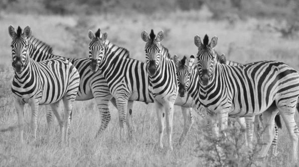 Burchell Zebra Zoals Gefotografeerd Complete Wildernis Van Namibië Zuidwest Afrika — Stockfoto